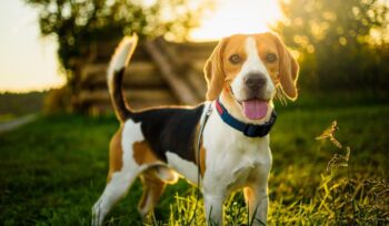 Raça Beagle