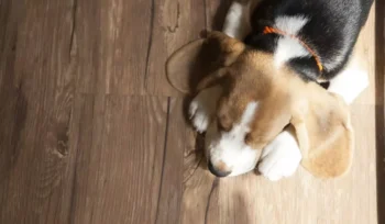 Beagle? Conheça e S2