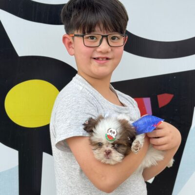 cliente-shihtzu (2)