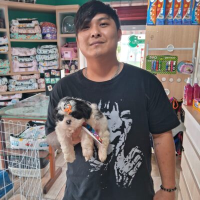 cliente-shihtzu (8)