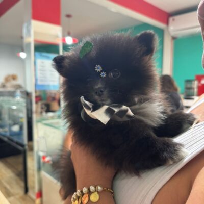 cliente-spitz04